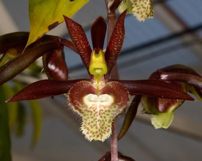 Brooklyn Botanic Garden Orchid